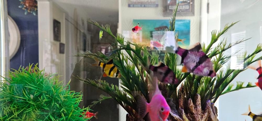 GloFish® Tiger Barb Deluxe Set (8ct) - Customer Photo From Darlene Colmone