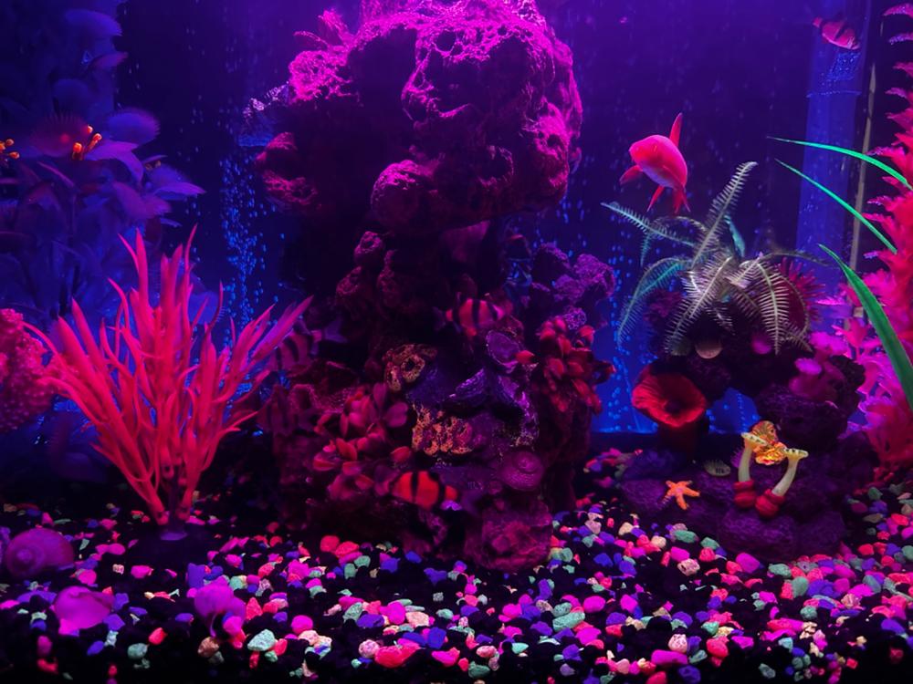 GloFish® Tiger Barb Deluxe Collection - Customer Photo From Anthony Baldwin