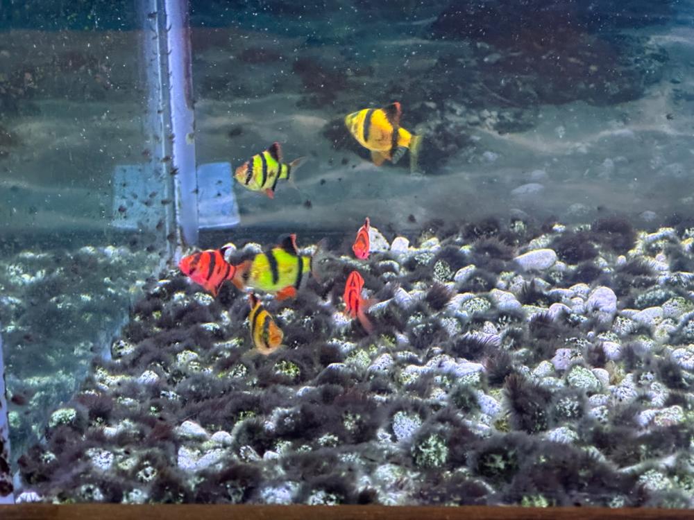GloFish® Tiger Barb Deluxe Collection 8ct - Customer Photo From Leslie Atkinson