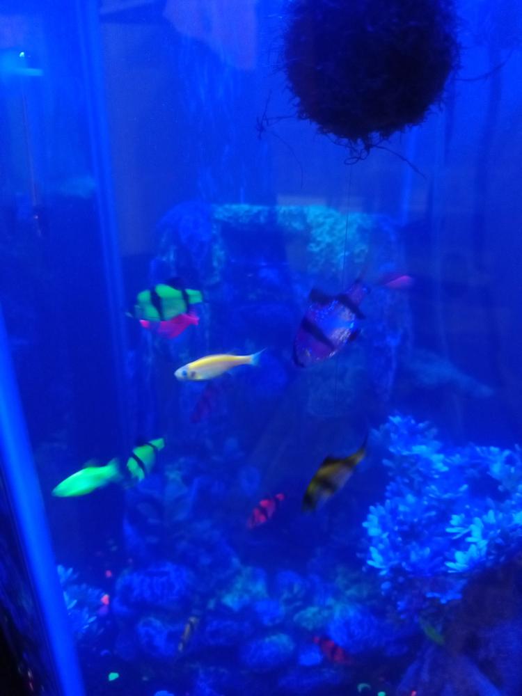 GloFish® Tiger Barb Deluxe Collection 8ct - Customer Photo From Curtis naylor