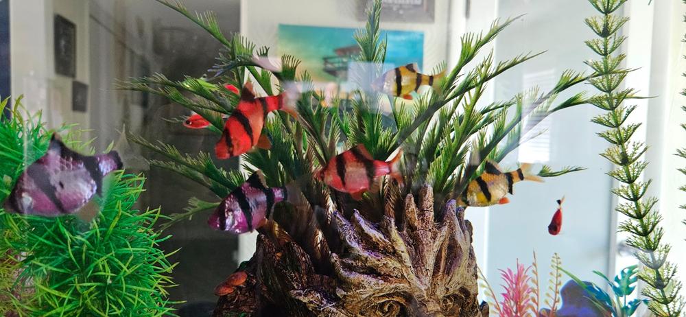 GloFish® Tiger Barb Deluxe Set (8ct) - Customer Photo From Darlene Colmone