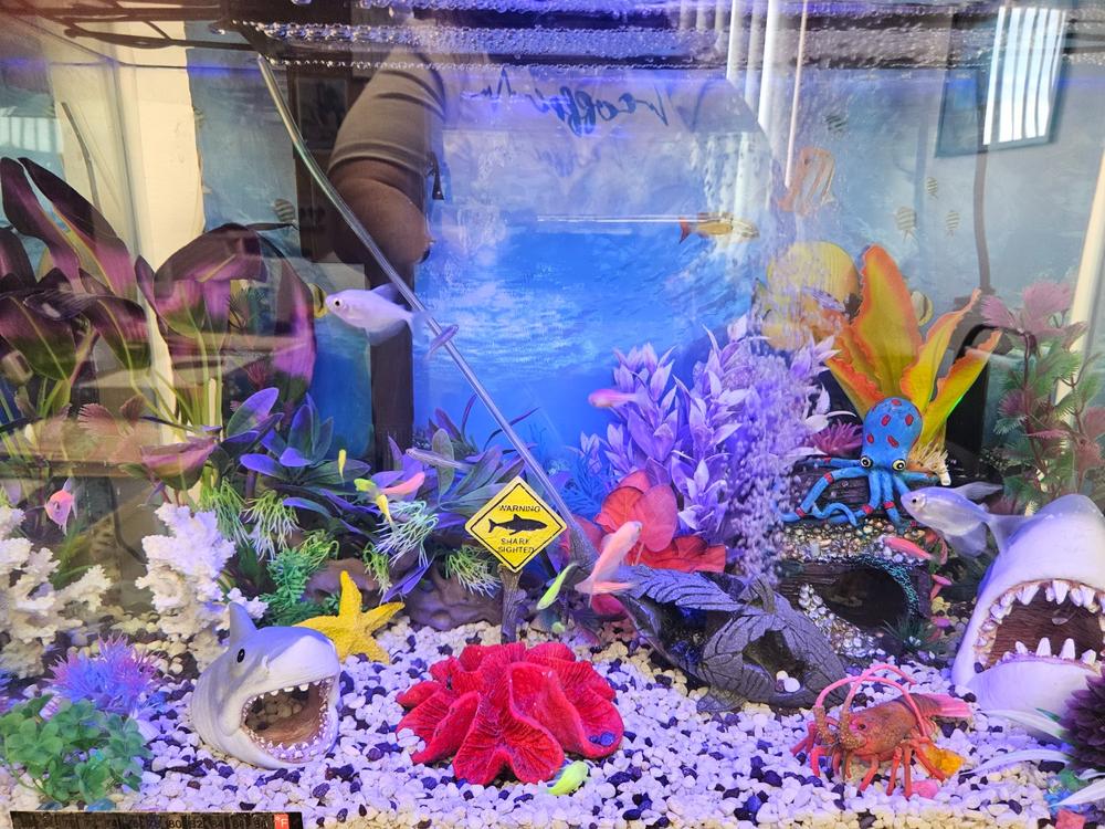 GloFish® Valentine Set (8ct) - Customer Photo From Jean Stapleton