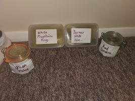 Mountain King White Kratom - Customer Photo From Phil Playforth