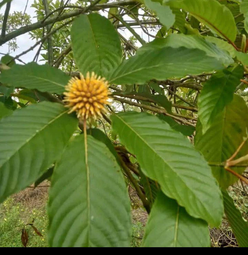 Green Malay Kratom - Customer Photo From Bart Welmers