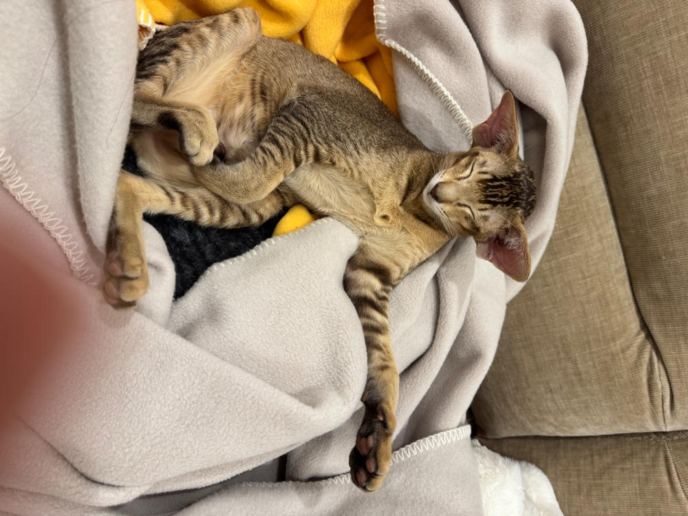 Cream Fleece Blanket - Customer Photo From Jo Ohara