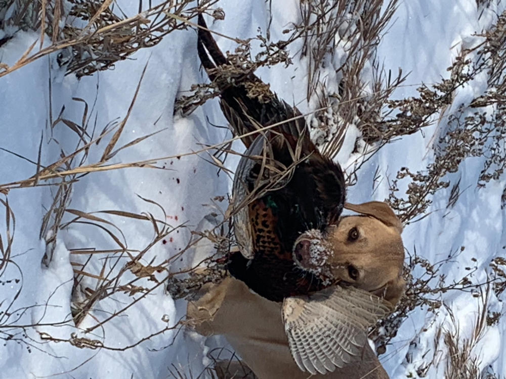 Free Range - Two Pack - Customer Photo From Dave Burris