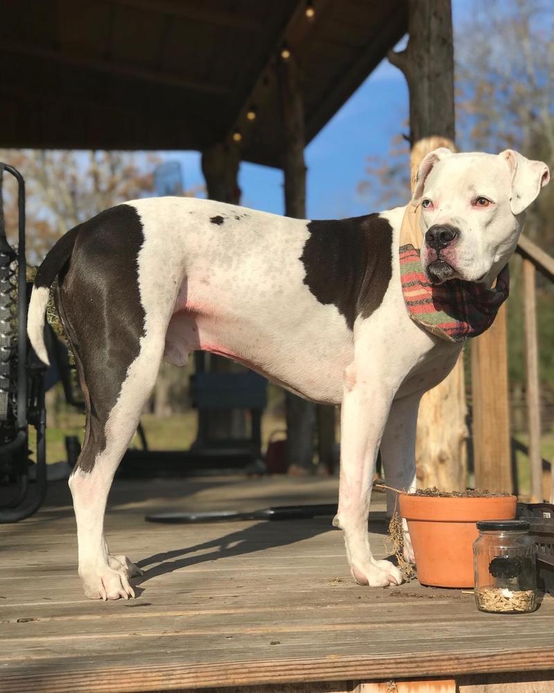 Free Range Joint Supplement For Dogs - Customer Photo From Caroline Talburt