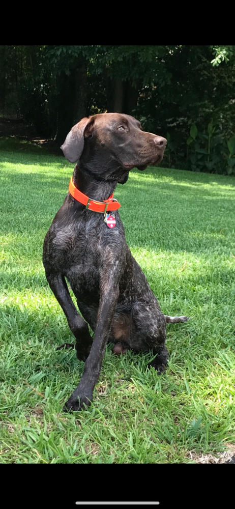 Free Range Joint Supplement For Dogs - Customer Photo From Kathy Huey