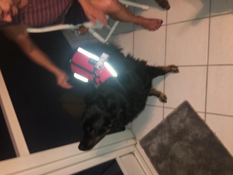 Service Dog Light Mesh Vest Basic Registration Package - Customer Photo From Thomas R.