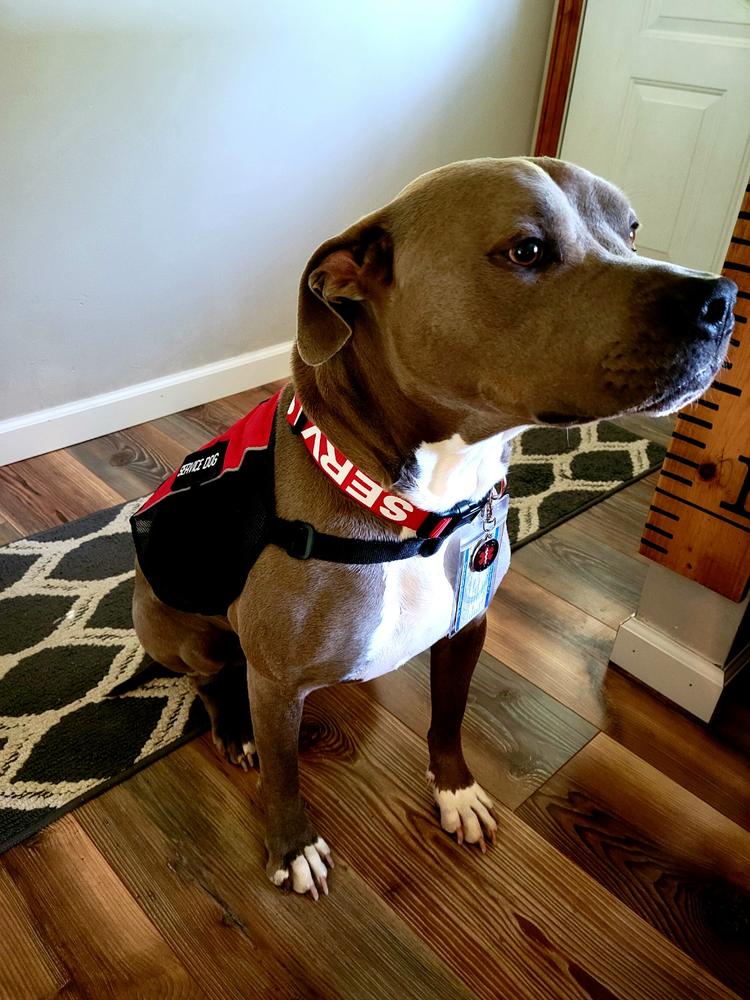 Service Dog Light Weight Mesh Vest Deluxe Registration Package - Customer Photo From Joseph Chappell
