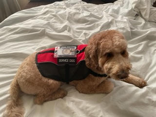 Service Dog Light Weight Mesh Vest Deluxe Registration Package - Customer Photo From Janice Ross
