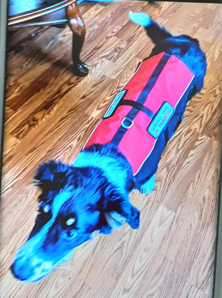 Service Dog Light Weight Mesh Vest Deluxe Registration Package - Customer Photo From Ann Westfall