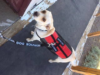 Service Dog Light Weight Mesh Vest Deluxe Registration Package - Customer Photo From Alicia Figart
