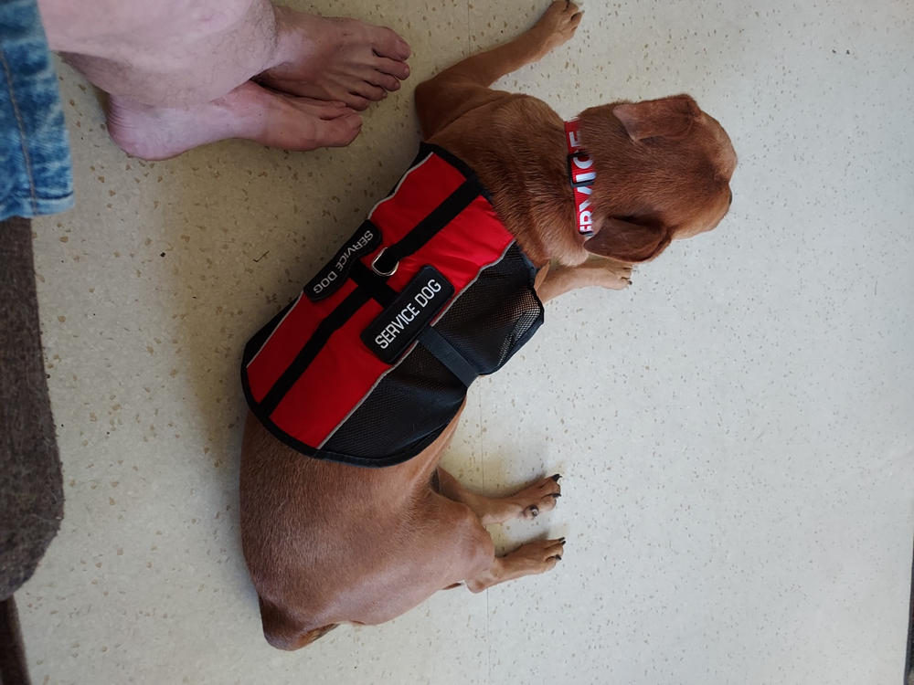 Service Dog Light Weight Mesh Vest Deluxe Registration Package - Customer Photo From Marco Lord