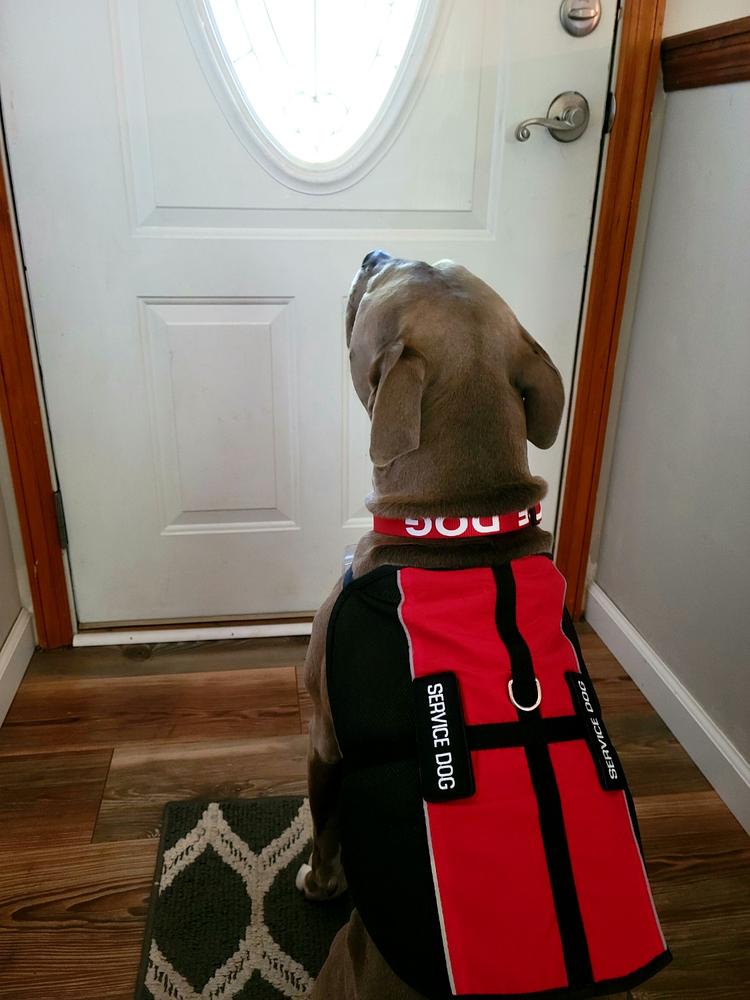 Service Dog Light Weight Mesh Vest Deluxe Registration Package - Customer Photo From Joseph Chappell