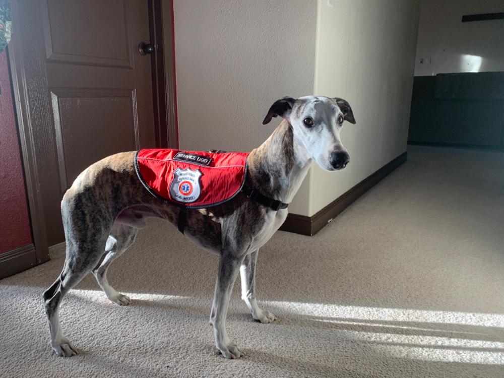 Emotional Support Animal Lightweight Mesh Vest Basic Registration Package - Customer Photo From Bonnie C Cooley