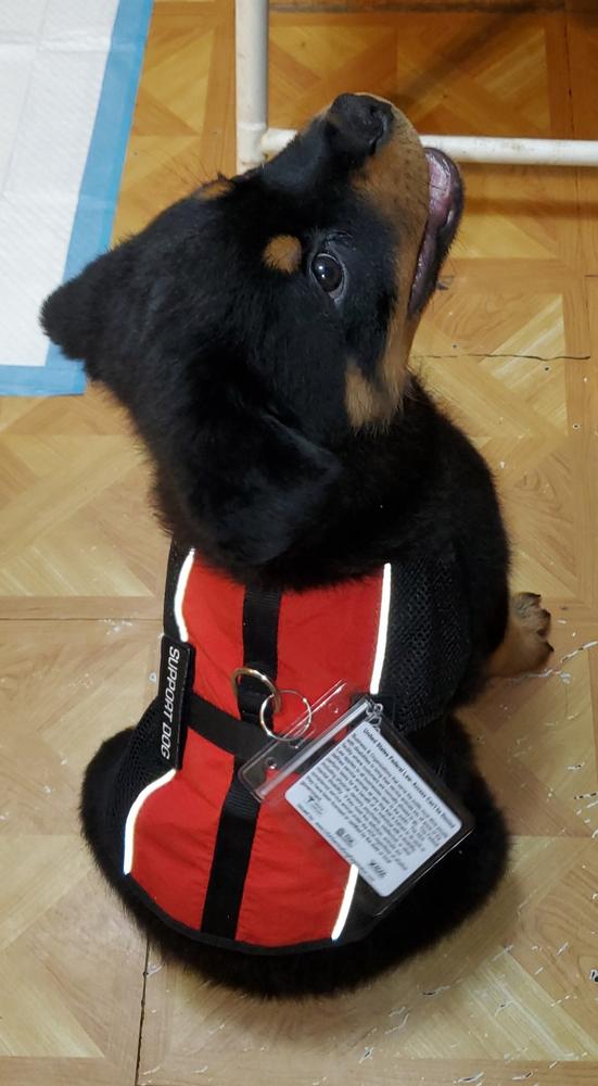 Emotional Support Animal Lightweight Mesh Vest Basic Registration Package - Customer Photo From Yadira Charles