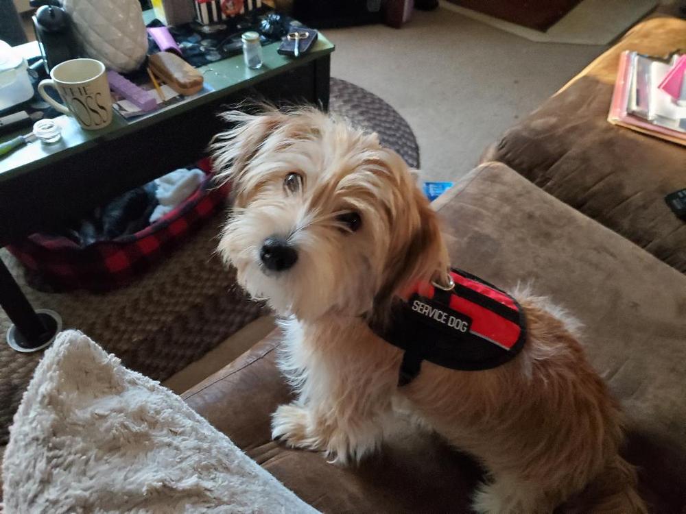 Emotional Support Animal Lightweight Mesh Deluxe Registration Package - Customer Photo From Christine Greenleaf