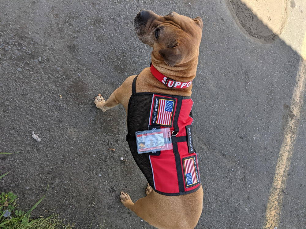 Emotional Support Animal Lightweight Mesh Deluxe Registration Package - Customer Photo From Brett Stanfield