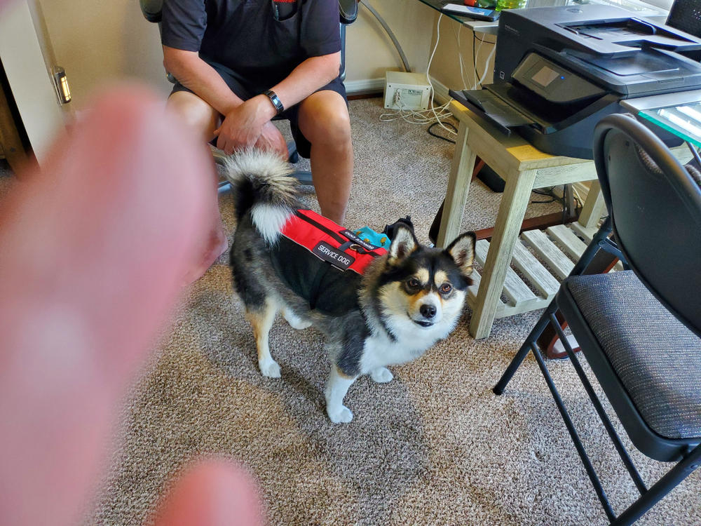 Service Dog Vest Lightweight Mesh - Customer Photo From Cynthia Glissmann
