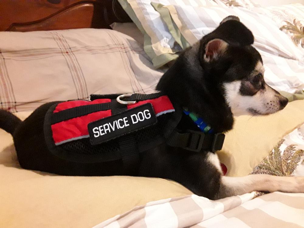 Service Dog Vest Lightweight Mesh - Customer Photo From Elvira O.
