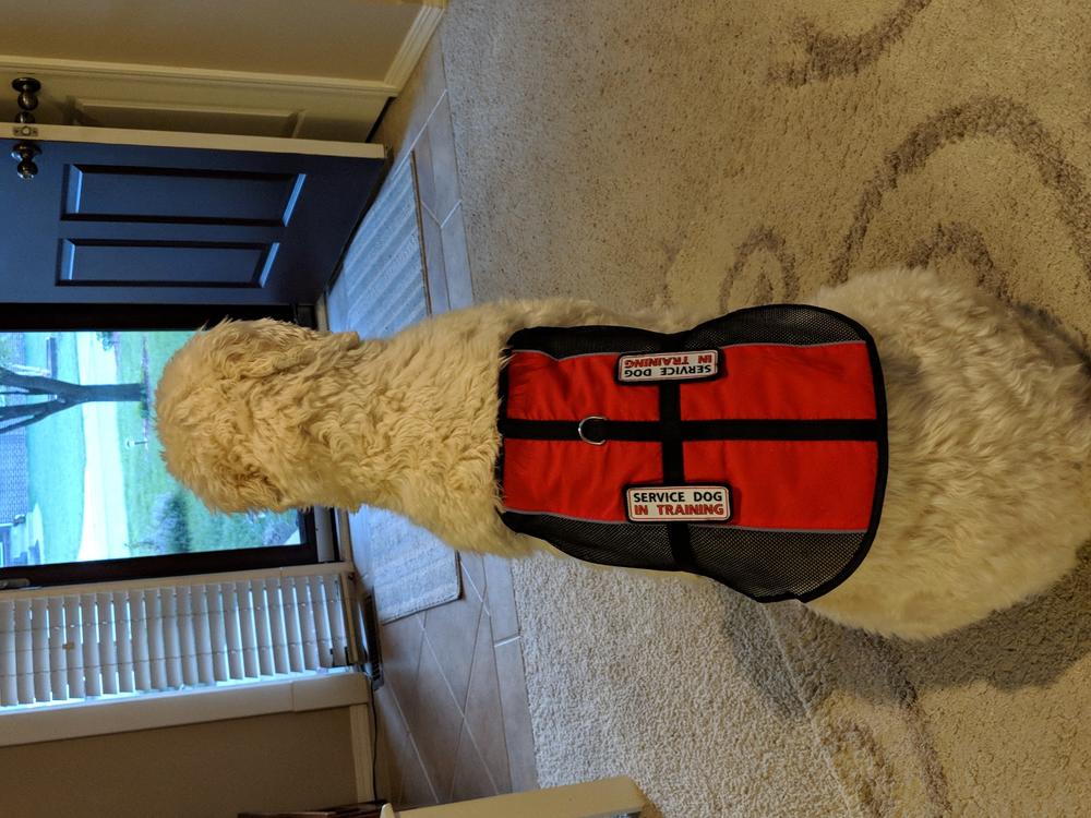 Service Dog Vest Lightweight Mesh - Customer Photo From Bill J.