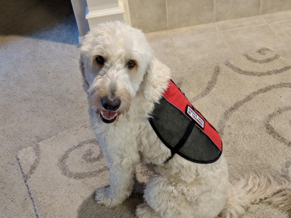 Service Dog Vest Lightweight Mesh - Customer Photo From Bill J.