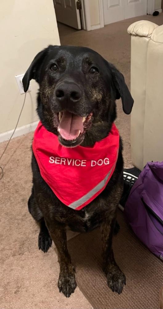 Service Dog Scarf & Collar - Customer Photo From Denise Howard
