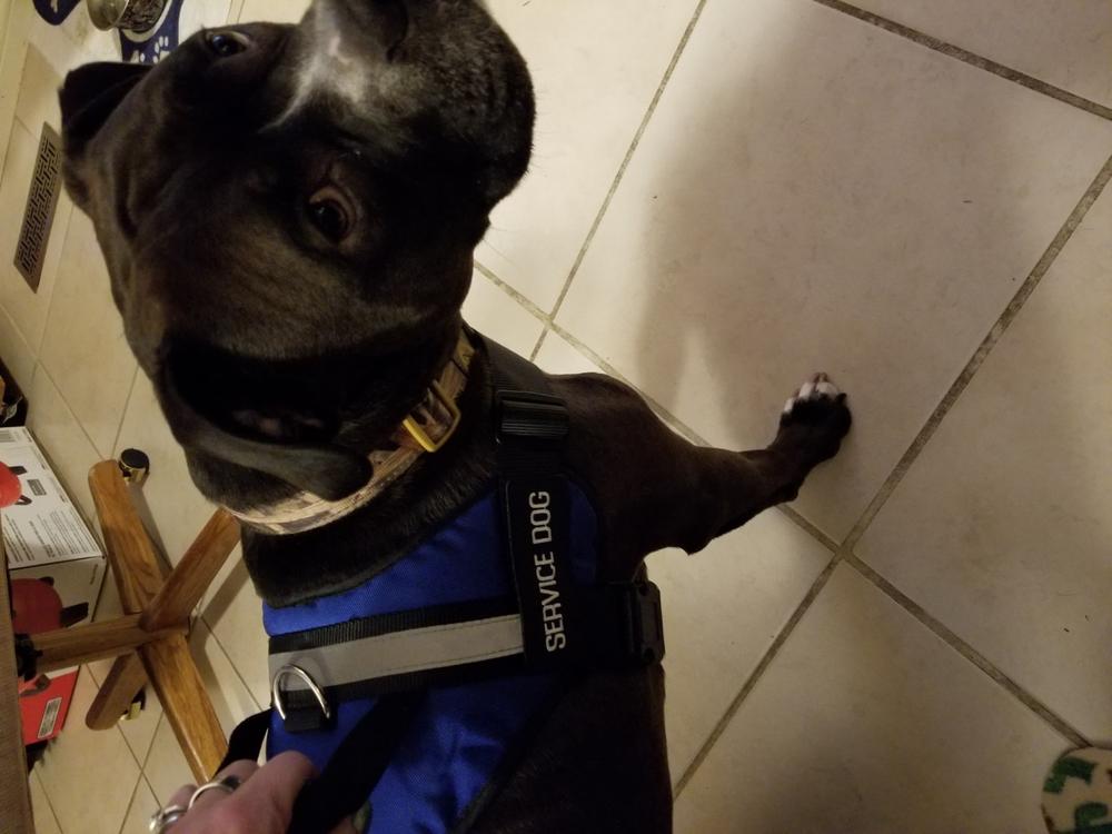 Service Dog Vest w/ Handle Basic Registration Package - Customer Photo From Karen C.