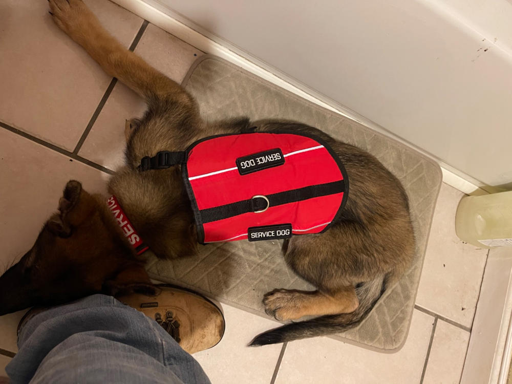 Yes I Need Psychiatric Service Dog Recommendation Letter for Housing/Travel - Customer Photo From Chris Delancey
