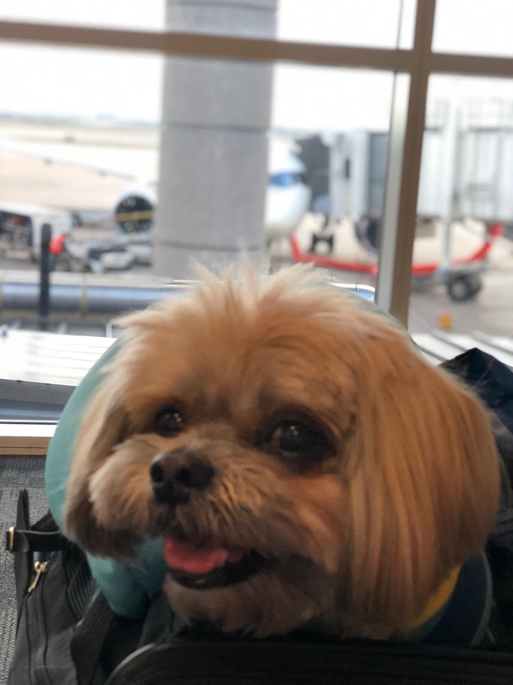Emotional Support Animal Travel Letter- Southwest Airline & Air Canada - Customer Photo From Amarilis Gascot
