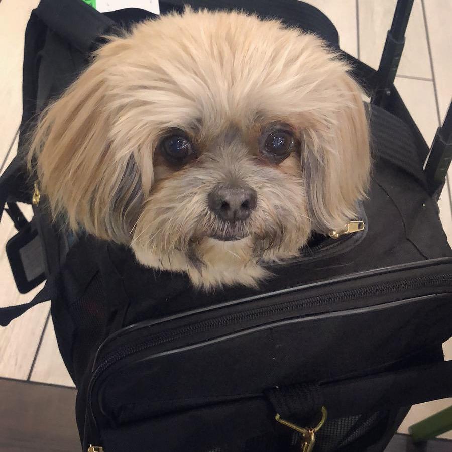 Emotional Support Animal Travel Letter- Southwest Airline & Air Canada - Customer Photo From Amarilis Gascot