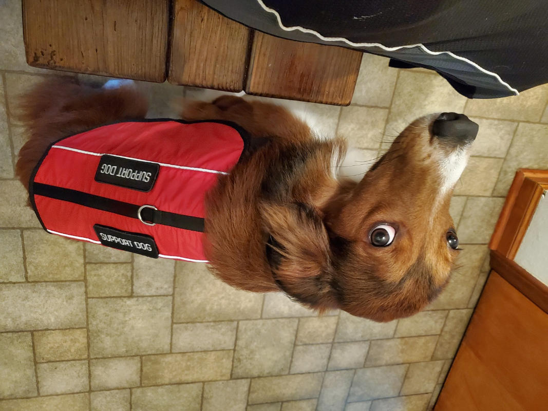 Emotional Support Animal Letter Housing USA Service Emotional Support Animal Letter Housing USA Service