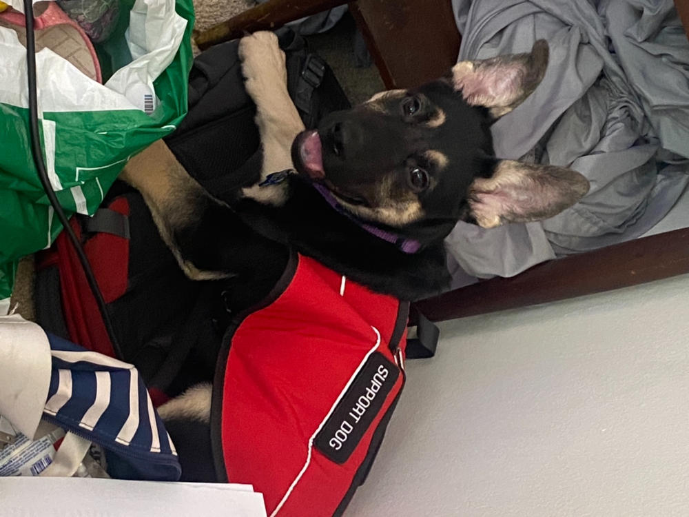Emotional Support Animal Travel Letter- Southwest Airline & Air Canada - Customer Photo From Donea White 