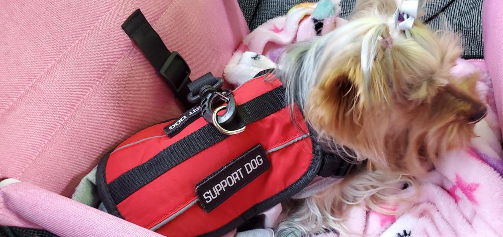 Emotional Support Animal Travel Letter- Southwest Airline & Air Canada - Customer Photo From Nancy Ramos