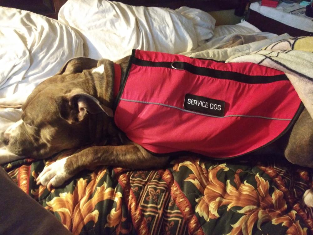 Service Dog Vest and ID Package USA Service Animal Registration