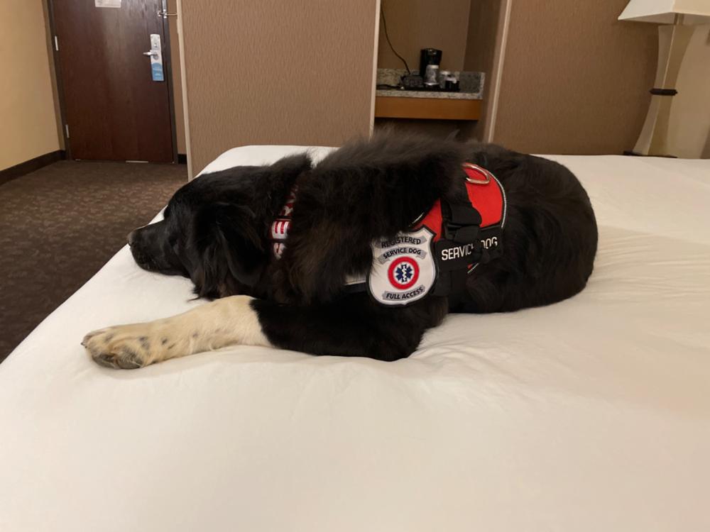 Service Dog Deluxe Registration Package - Customer Photo From William Lewis