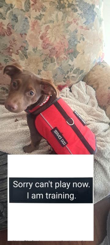 Service Dog Deluxe Registration Package - Customer Photo From Christy Palmer