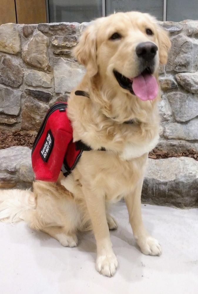 Service Dog ID Card - Customer Photo From Mary K Flohr