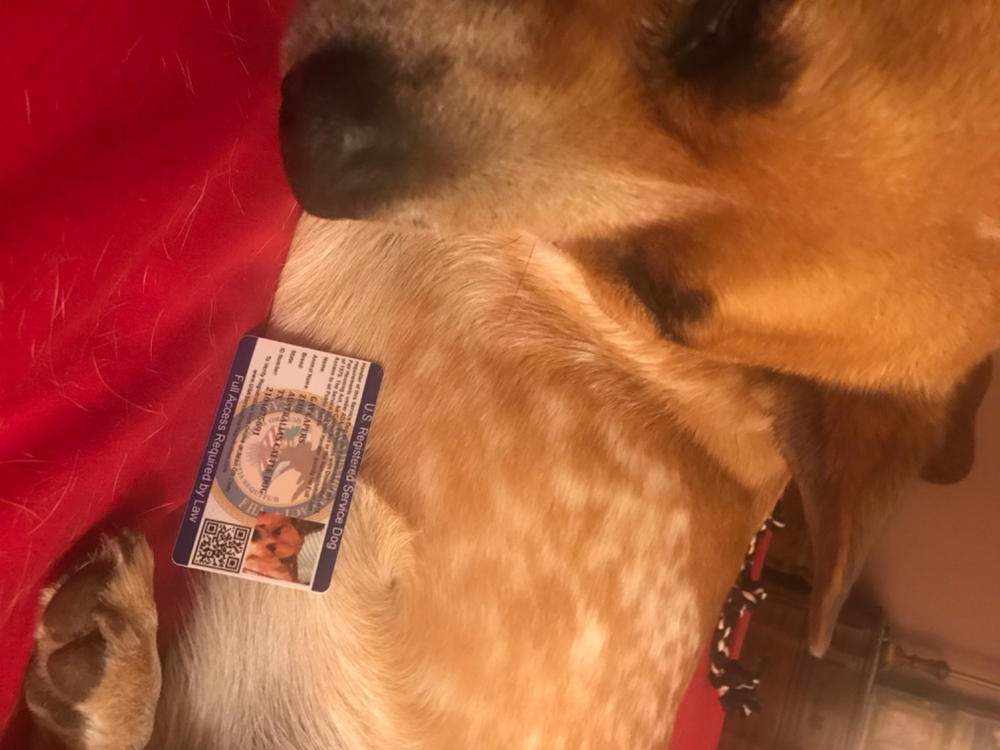 Service Dog ID Card - Customer Photo From Gay Capers