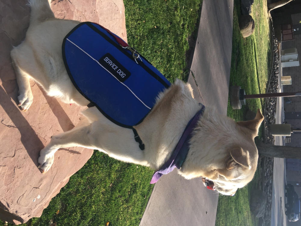 Service Dog Vest - Customer Photo From Kimberly Whitacre