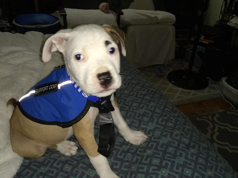 Service Dog Collar & Leash - Customer Photo From Dlane G.