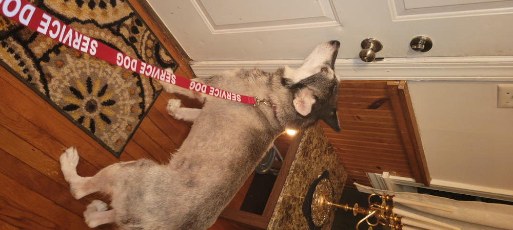 Service Dog Collar & Leash - Customer Photo From Sean Evans