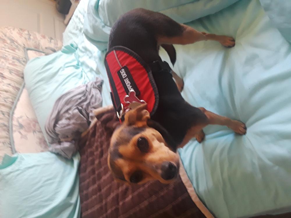 Emotional Support Animal Vest - Customer Photo From connie p.