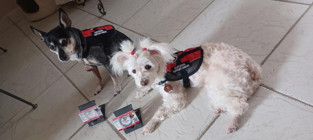 Emotional Support Animal ID Package Includes ID Card, Tag & Digital Certificate - Customer Photo From Inalbis de la Torre