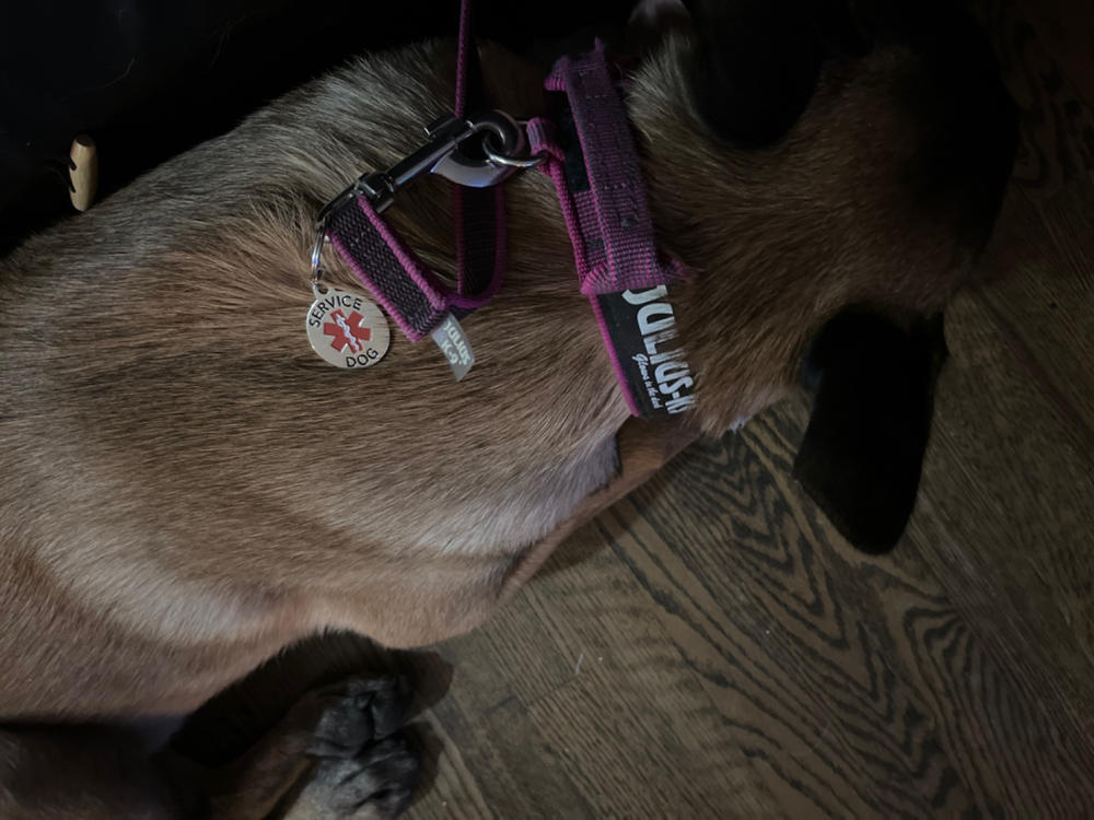 Service Dog Credential Package (Includes ID Card, 2 Service Dog Patches, ID Tag & Digital Certificate Bundle and Save $35) - Customer Photo From Elena Soubachov