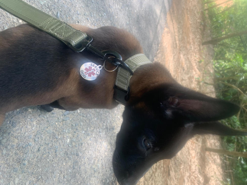 Service Dog Credential Package (Includes ID Card, 2 Service Dog Patches, ID Tag & Digital Certificate Bundle and Save $35) - Customer Photo From Jose Rodriguez