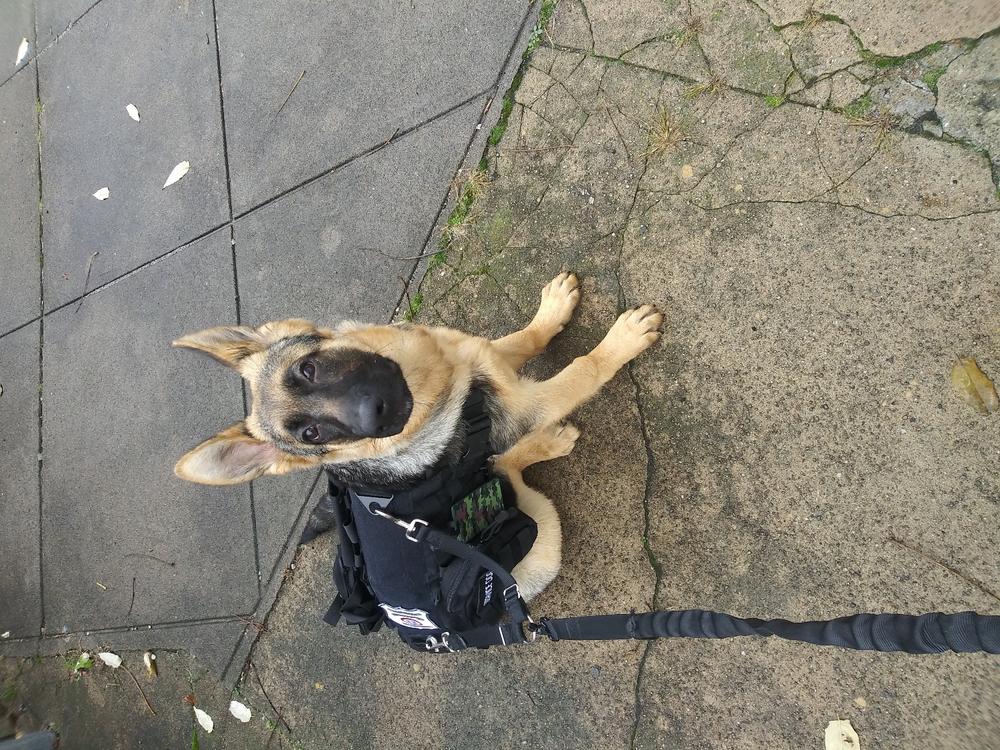 Heavy Duty Tactical Dog Vest & Leash - Customer Photo From Russell G.