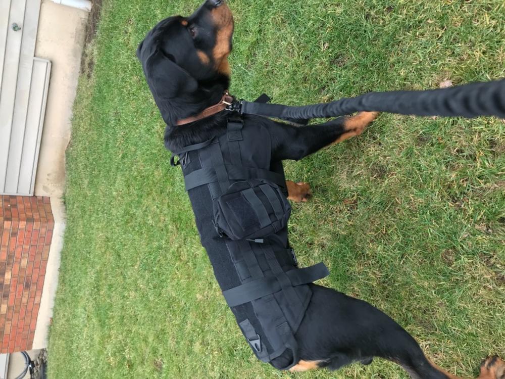 Heavy Duty Tactical Dog Vest & Leash - Customer Photo From jennifer D.