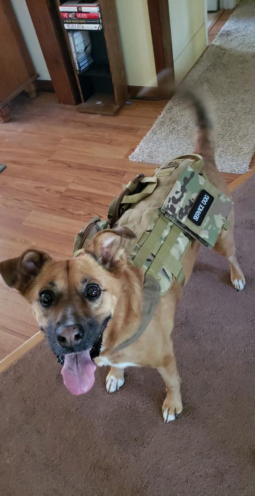 Heavy Duty Tactical Dog Vest & Leash - Customer Photo From Carl S.